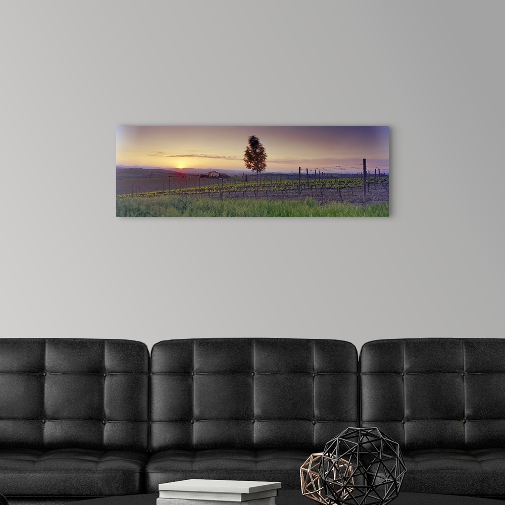 A modern room featuring Tree in a vineyard, Val D'Orcia, Siena Province, Tuscany, Italy