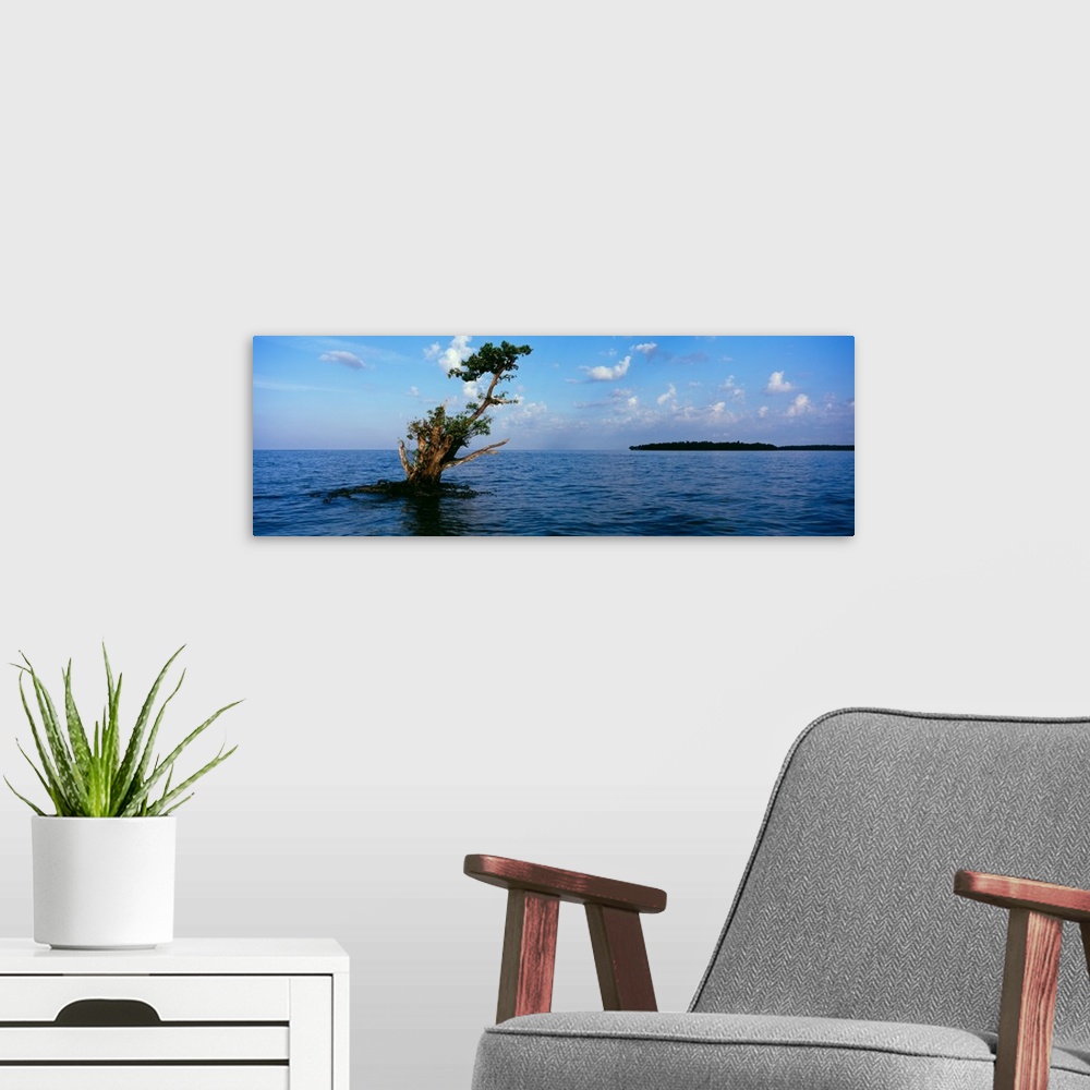 A modern room featuring Tree in the sea, Ten Thousand Islands, Florida,