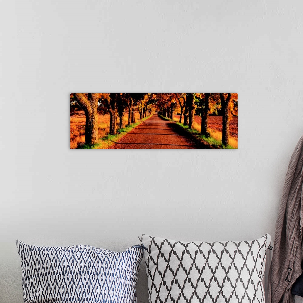 A bohemian room featuring Tree Lined Road