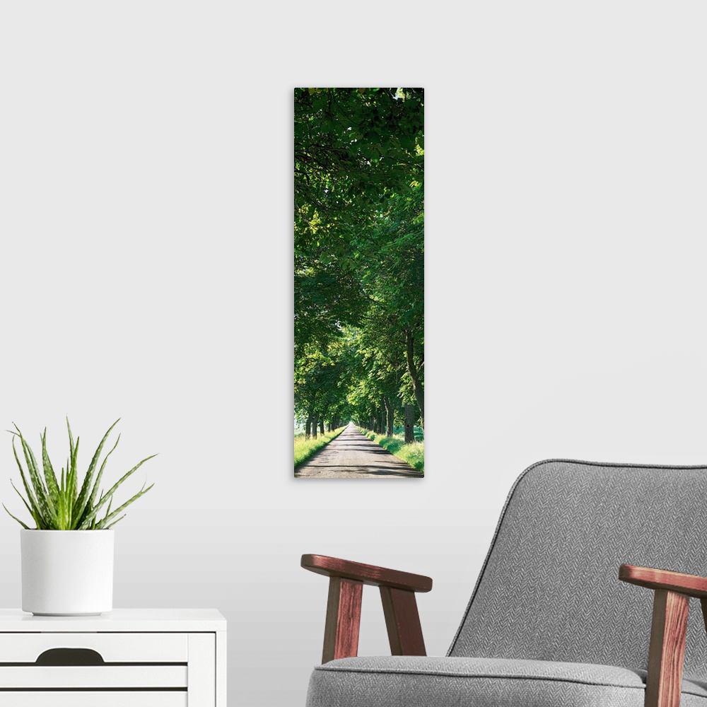 A modern room featuring Tree Lined Road