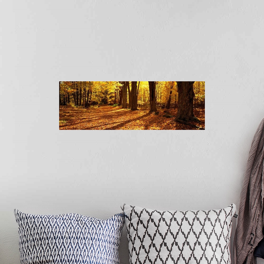 A bohemian room featuring Large canvas print of a road covered in fall leaves and a forest surrounding it.
