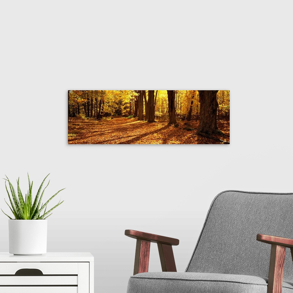 A modern room featuring Large canvas print of a road covered in fall leaves and a forest surrounding it.