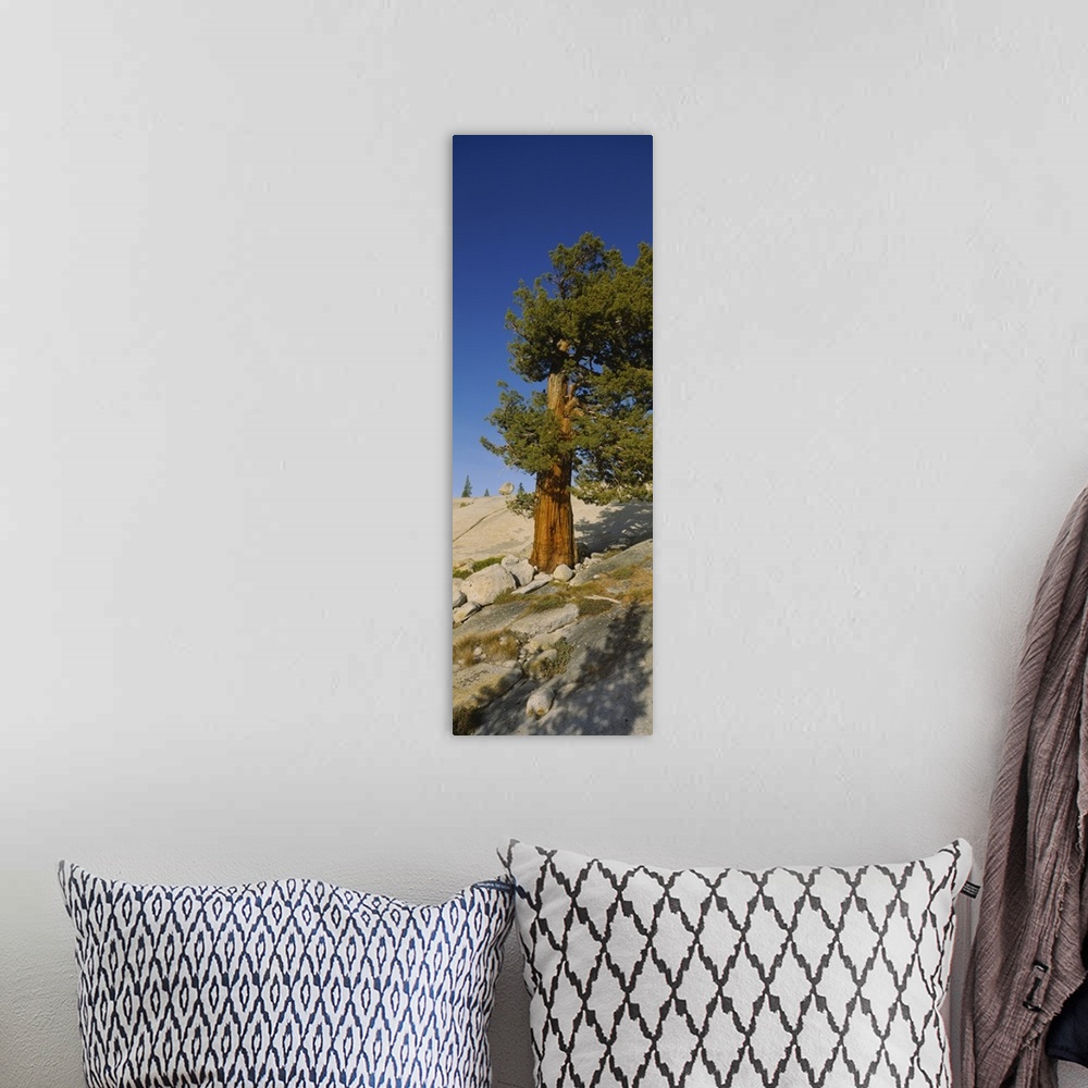 A bohemian room featuring Tree on hillside, Olmsted Point, Yosemite National Park, California