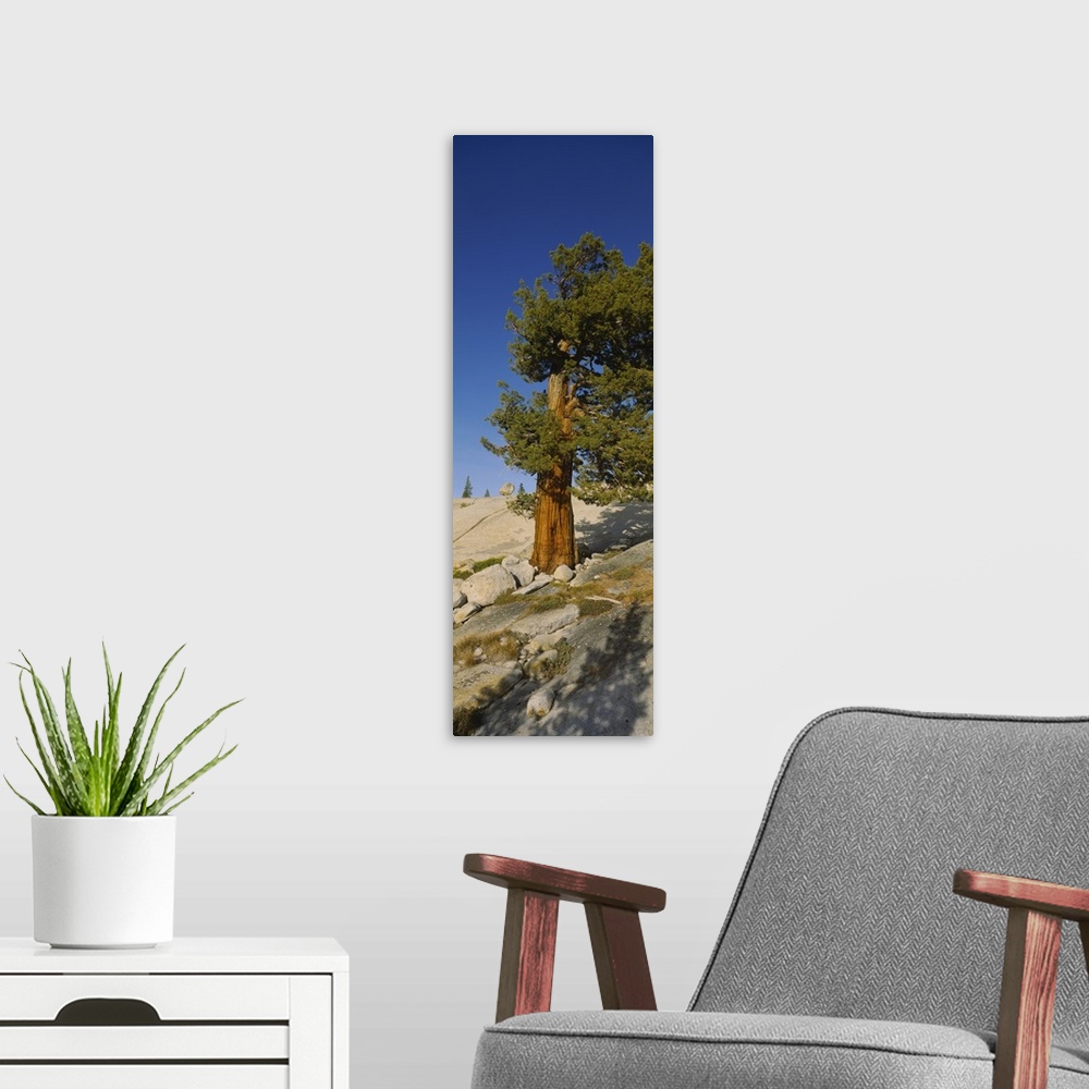 A modern room featuring Tree on hillside, Olmsted Point, Yosemite National Park, California