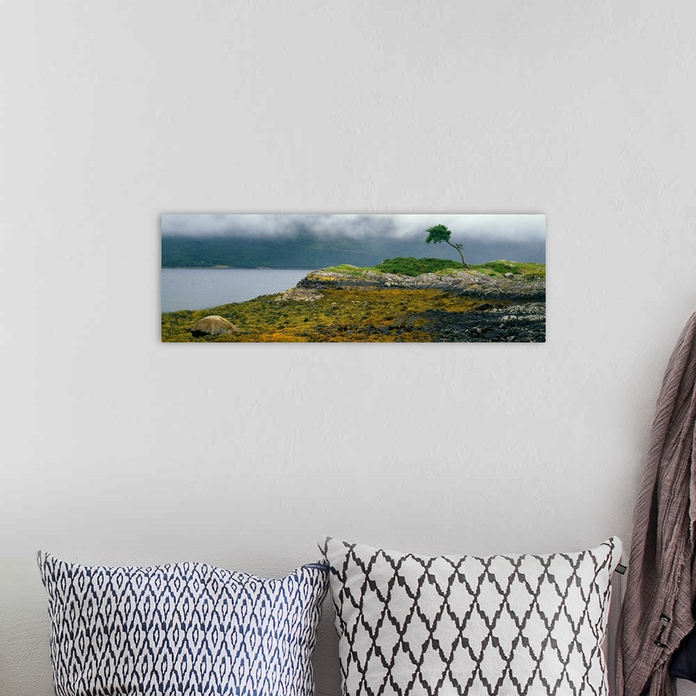 A bohemian room featuring Tree on misty coast, autumn color, Scotland