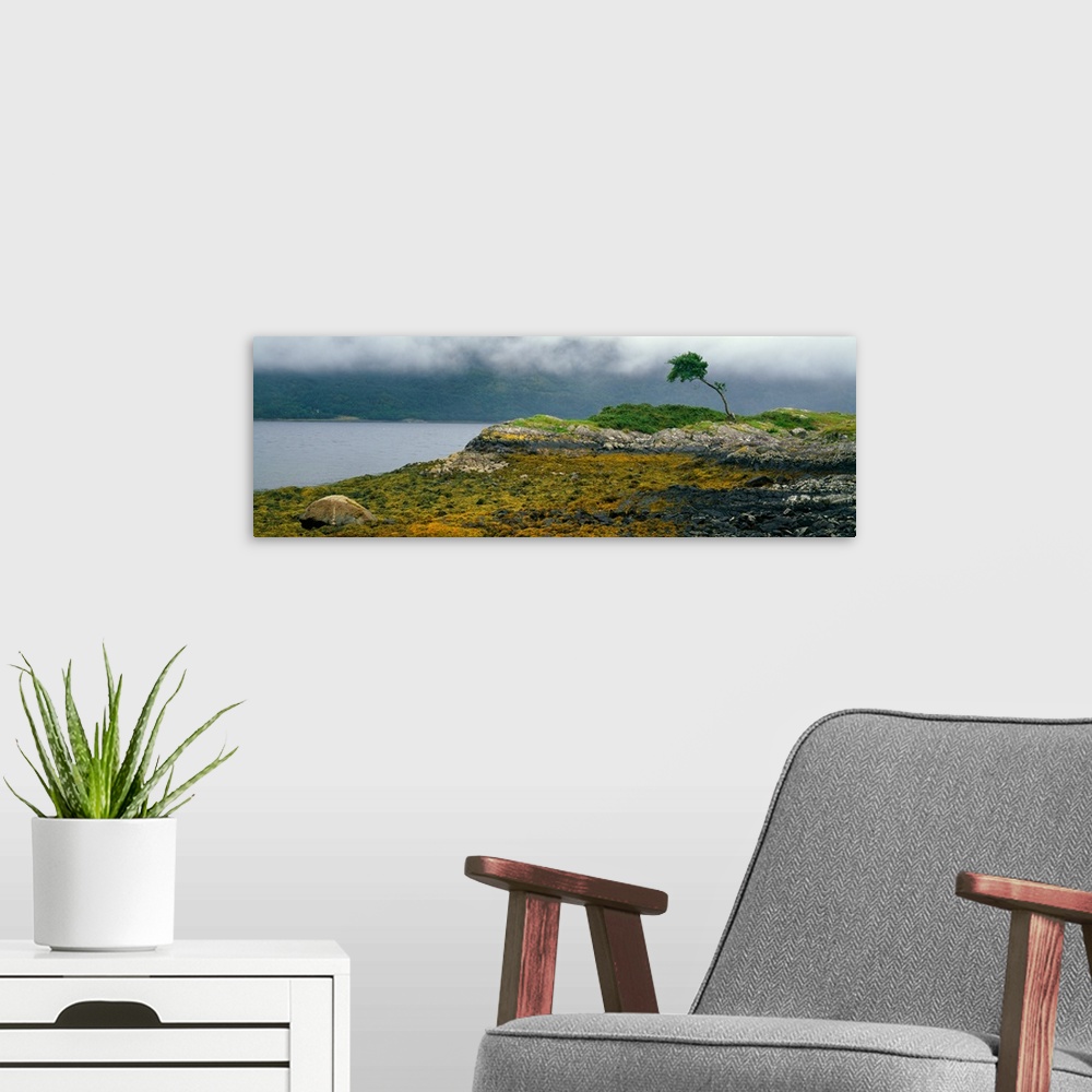 A modern room featuring Tree on misty coast, autumn color, Scotland