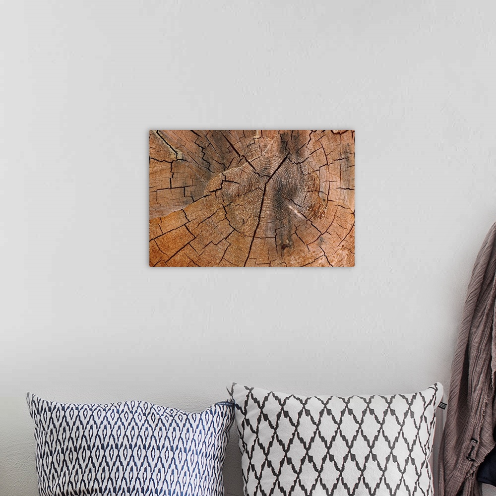 A bohemian room featuring A photograph is taken very closely of a tree stump showing the rings and cracks in it.