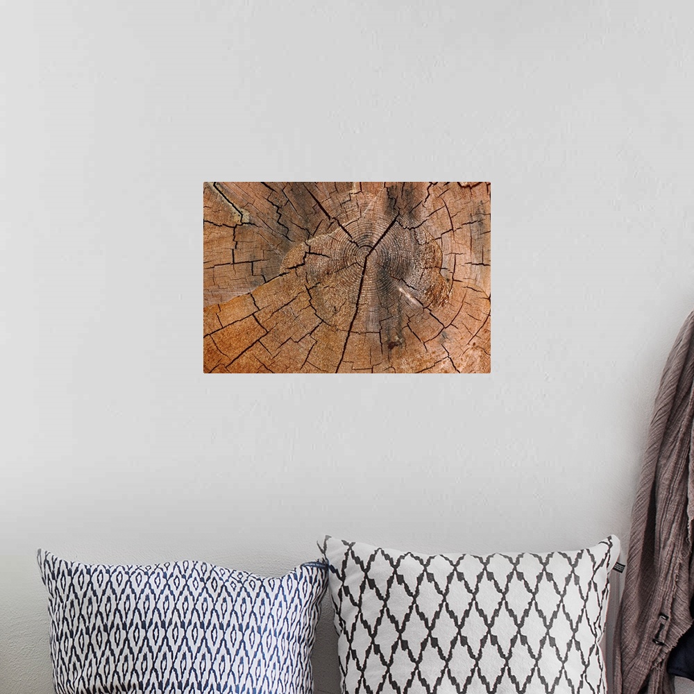 A bohemian room featuring A photograph is taken very closely of a tree stump showing the rings and cracks in it.