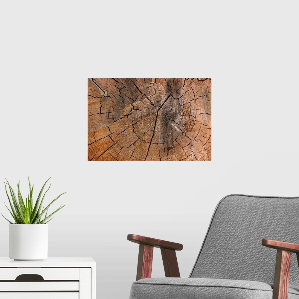 A modern room featuring A photograph is taken very closely of a tree stump showing the rings and cracks in it.