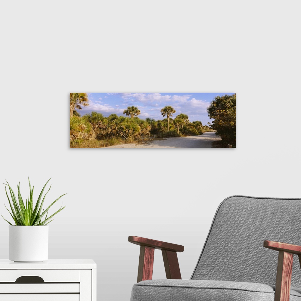 A modern room featuring Trees along a dirt road, Caspersen Beach, Venice, Sarasota County, Florida