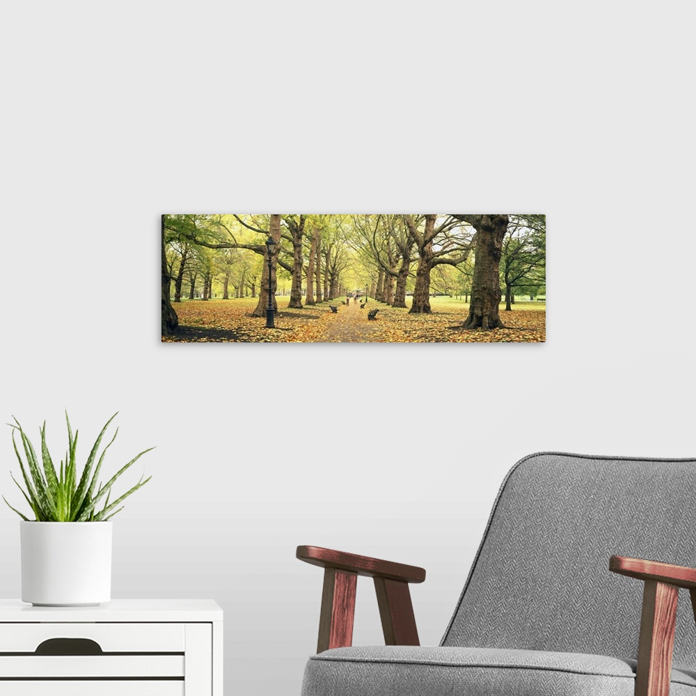 A modern room featuring This panoramic picture is of a walking path in a park with large trees lining the path and leaves...