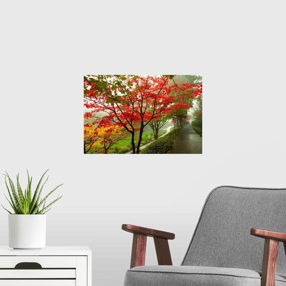A modern room featuring Large landscape photograph of autumn colored trees alongside a path on Vancouver Island in Britis...