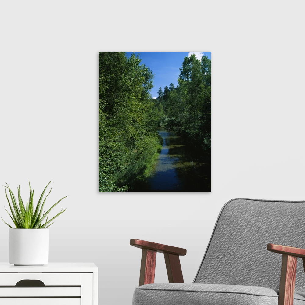 A modern room featuring Trees along a river, Blue River, White Mountains, Apache-Sitgreaves National Forest, Greenlee Cou...
