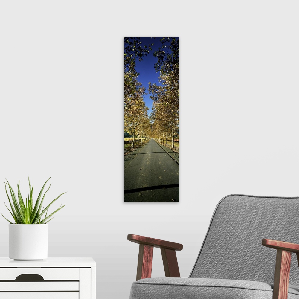 A modern room featuring Trees along a road, Beaulieu Vineyard, Rutherford, Napa Valley, Napa, Napa County, California