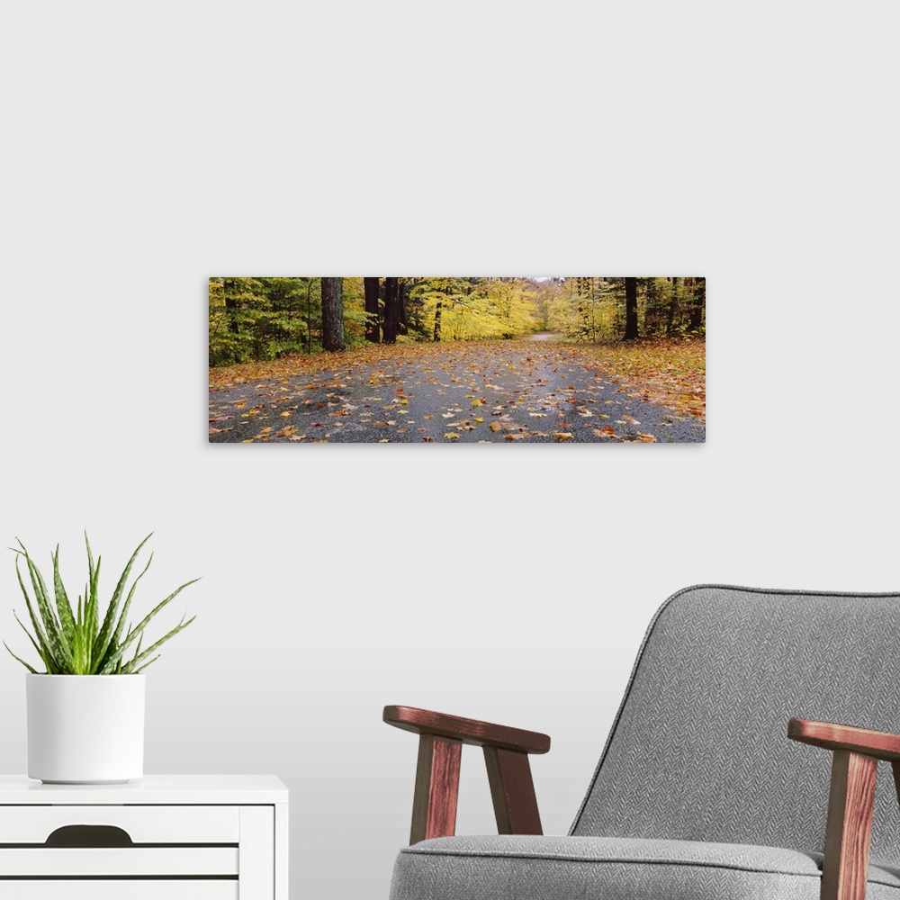 A modern room featuring Trees along a road, Chestnus Ridge Park, Orchard Park, Erie County, New York State