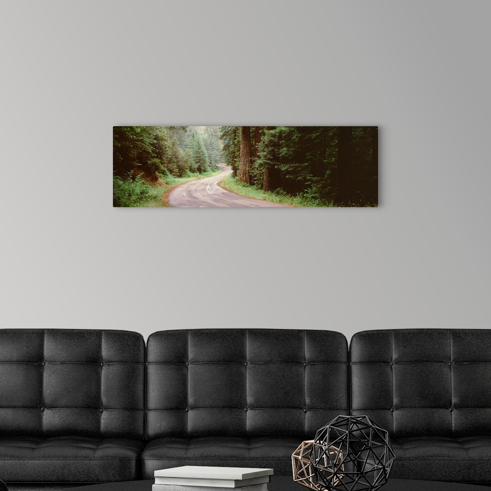 A modern room featuring Trees along a road, Lake Crescent Olympic Peninsula, Washington State