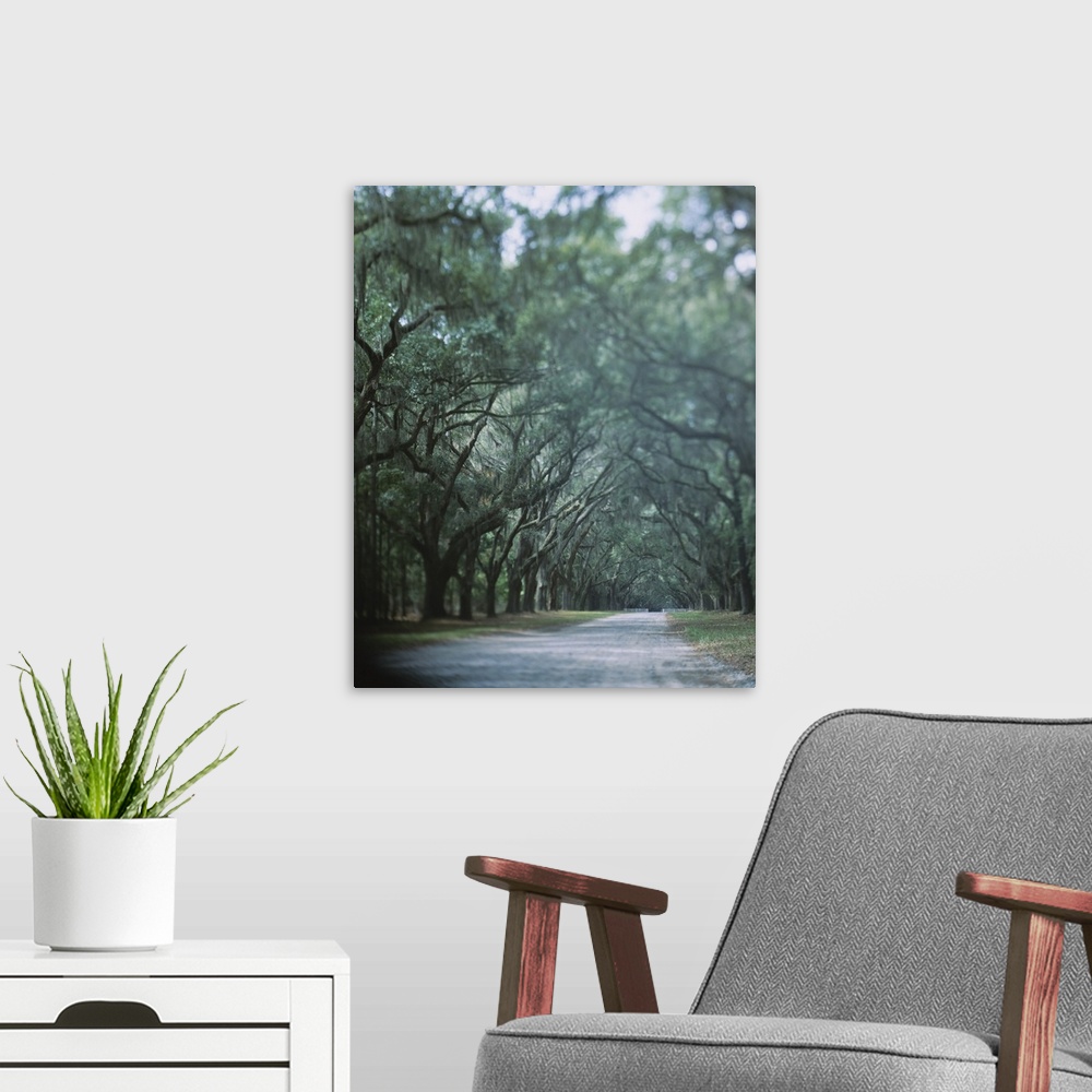 A modern room featuring Beautiful picture looking down a road that is lined with large oak trees that are covered with Sp...