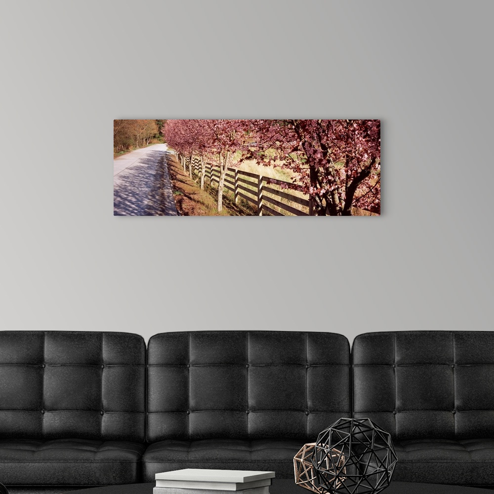 A modern room featuring Trees along a road, Skagit County, Washington State,