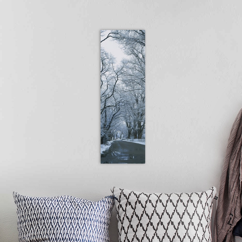 A bohemian room featuring Trees along a road, Taos, New Mexico