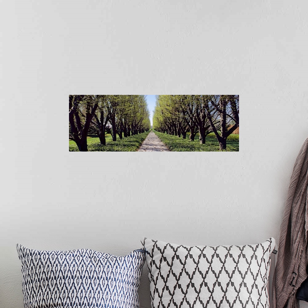 A bohemian room featuring Panoramic photograph on a large wall hanging of a narrow footpath between two rows of trees in a ...