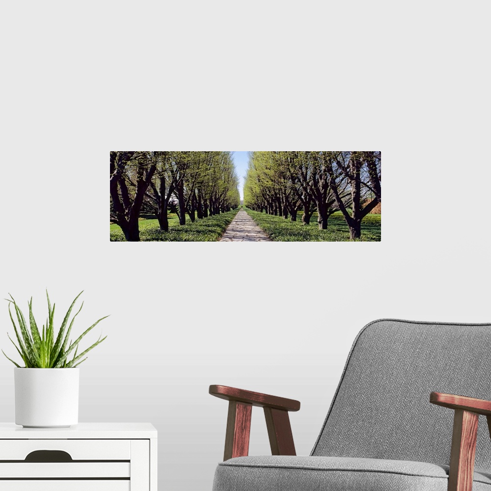 A modern room featuring Panoramic photograph on a large wall hanging of a narrow footpath between two rows of trees in a ...