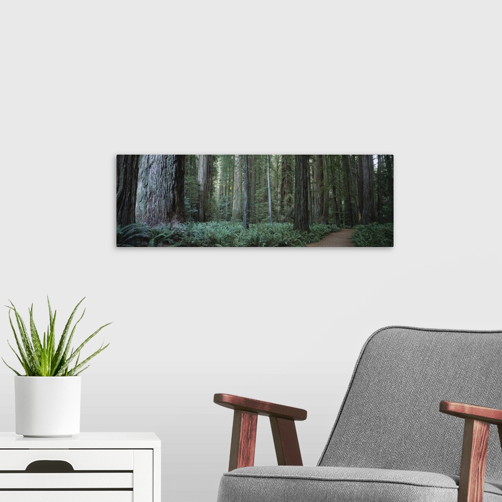 A modern room featuring Trees along a walkway in a forest, Jedediah Smith Redwoods State Park, California