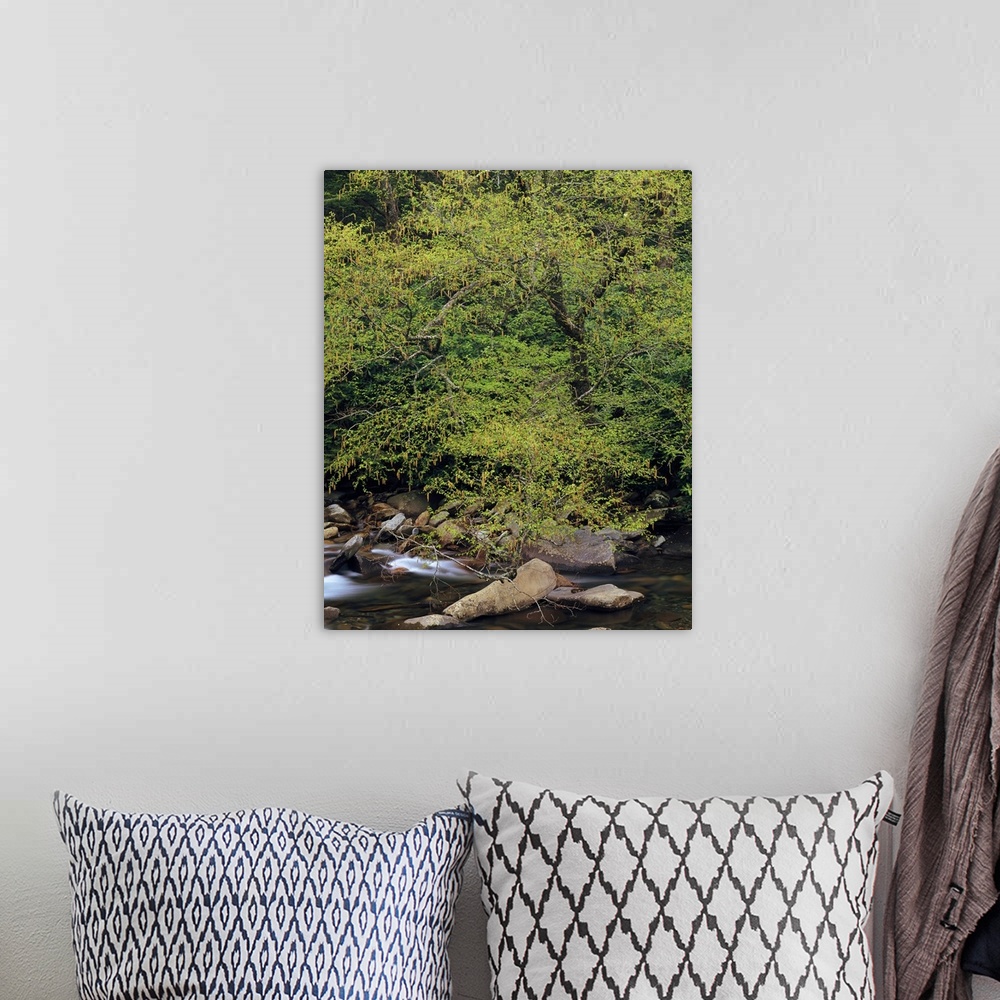 A bohemian room featuring Trees along west prong of Little Pigeon River, spring, Great Smoky Mountains National Park, Tenne...