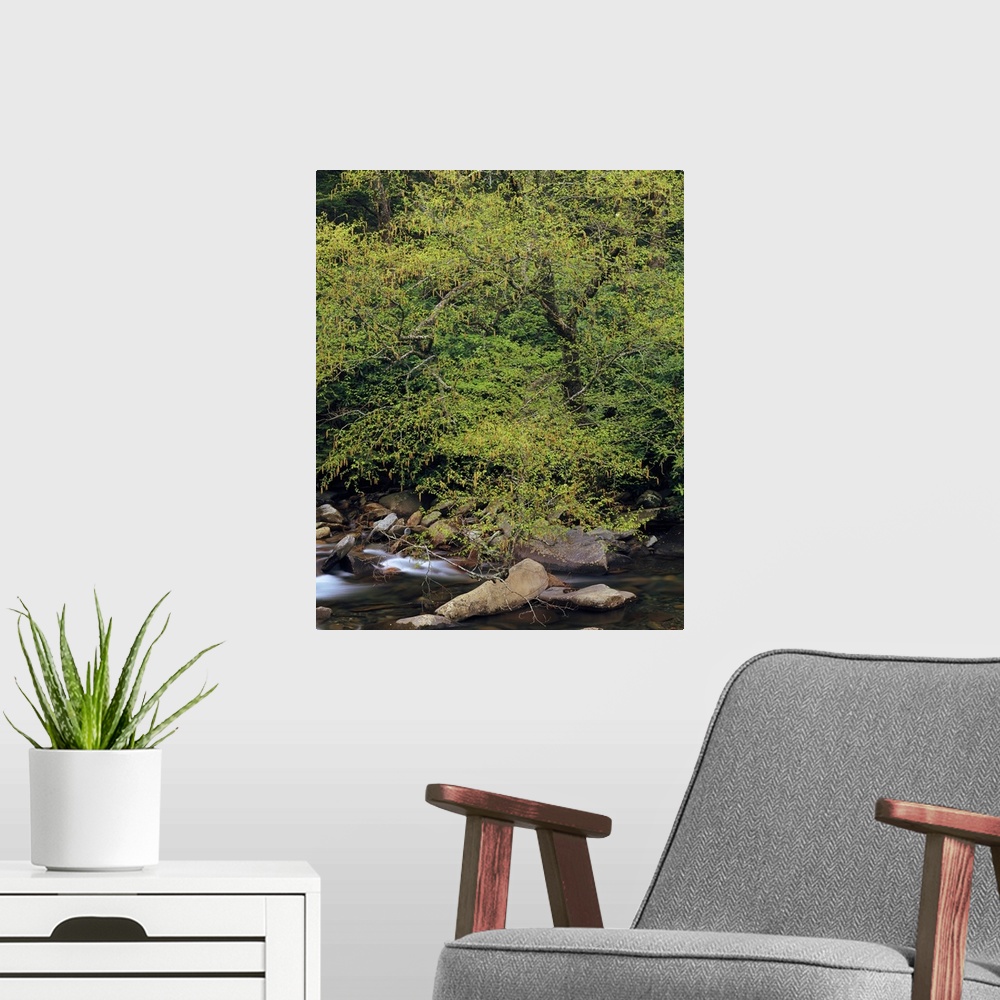 A modern room featuring Trees along west prong of Little Pigeon River, spring, Great Smoky Mountains National Park, Tenne...