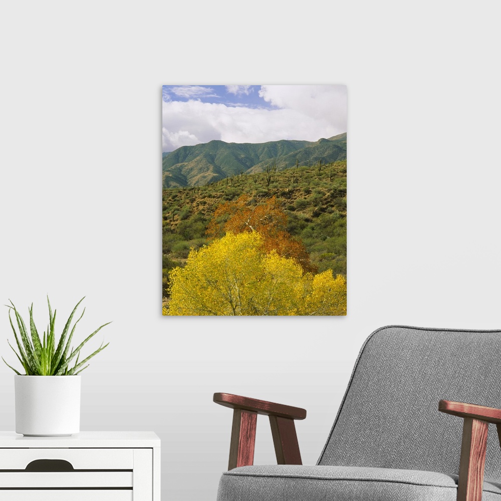 A modern room featuring Trees and cactus plants in a forest, Tonto National Forest, Gila County, Arizona