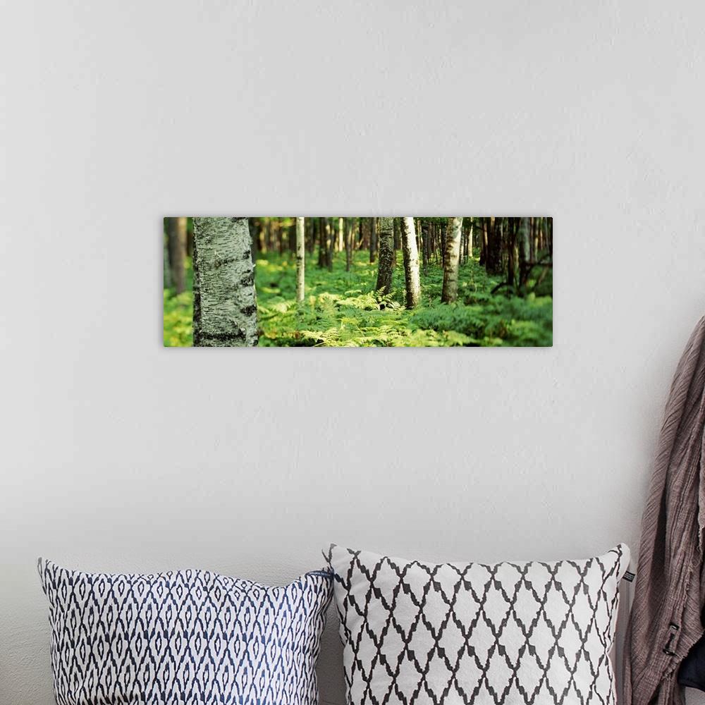 A bohemian room featuring Trees and forest floor