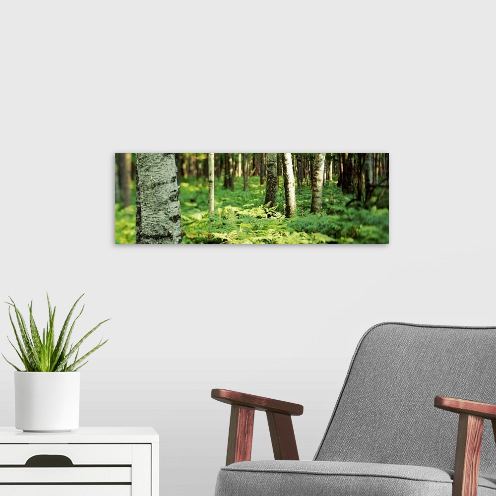 A modern room featuring Trees and forest floor