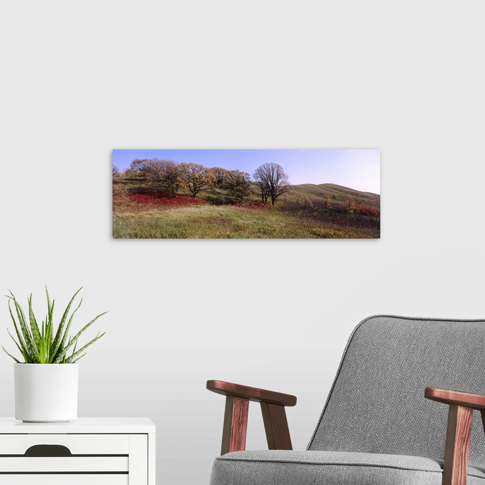 A modern room featuring Trees and wild flowers on a landscape, Seven Sisters Prairie, Minnesota