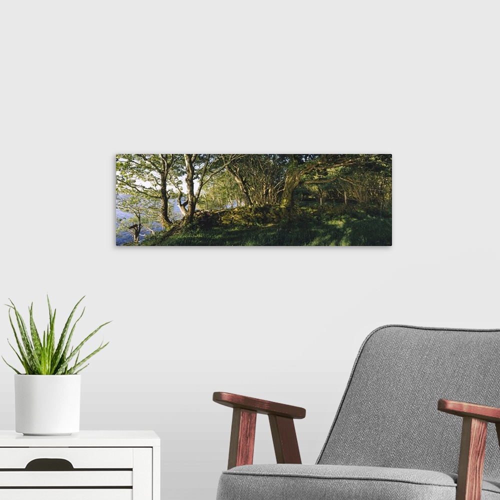 A modern room featuring Trees at the seaside, Kenmare, County Kerry, Munster, Republic of Ireland