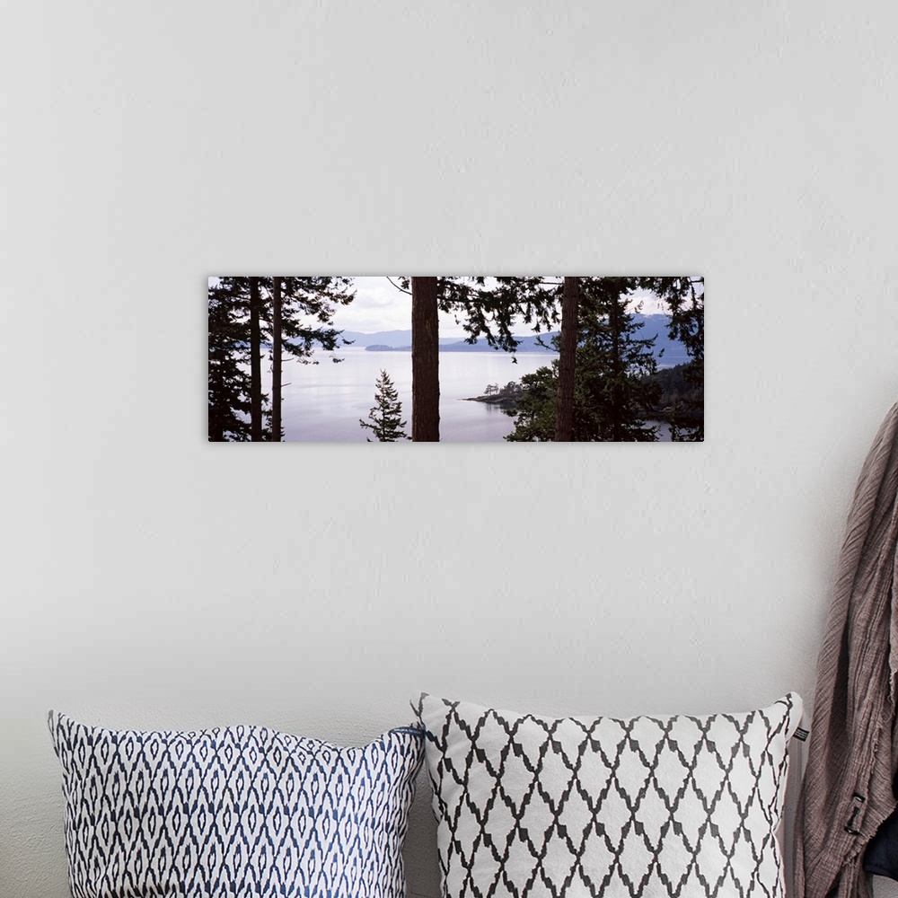 A bohemian room featuring Trees at the seaside, Teddy Bear Cove, Chuckanut Bay, Skagit County, Washington State,