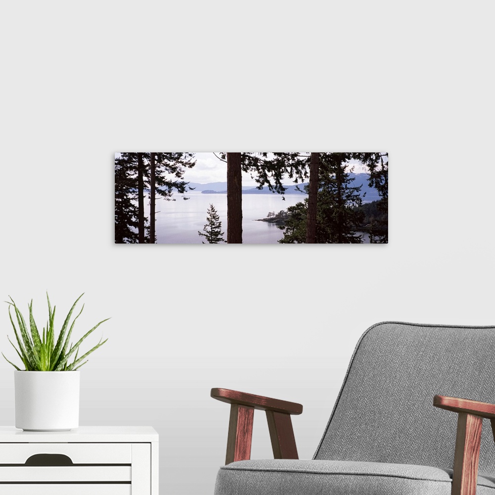 A modern room featuring Trees at the seaside, Teddy Bear Cove, Chuckanut Bay, Skagit County, Washington State,