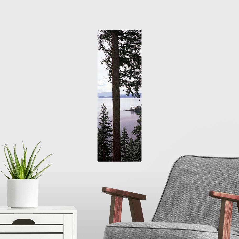 A modern room featuring Trees at the seaside, Teddy Bear Cove, Chuckanut Bay, Skagit County, Washington State,