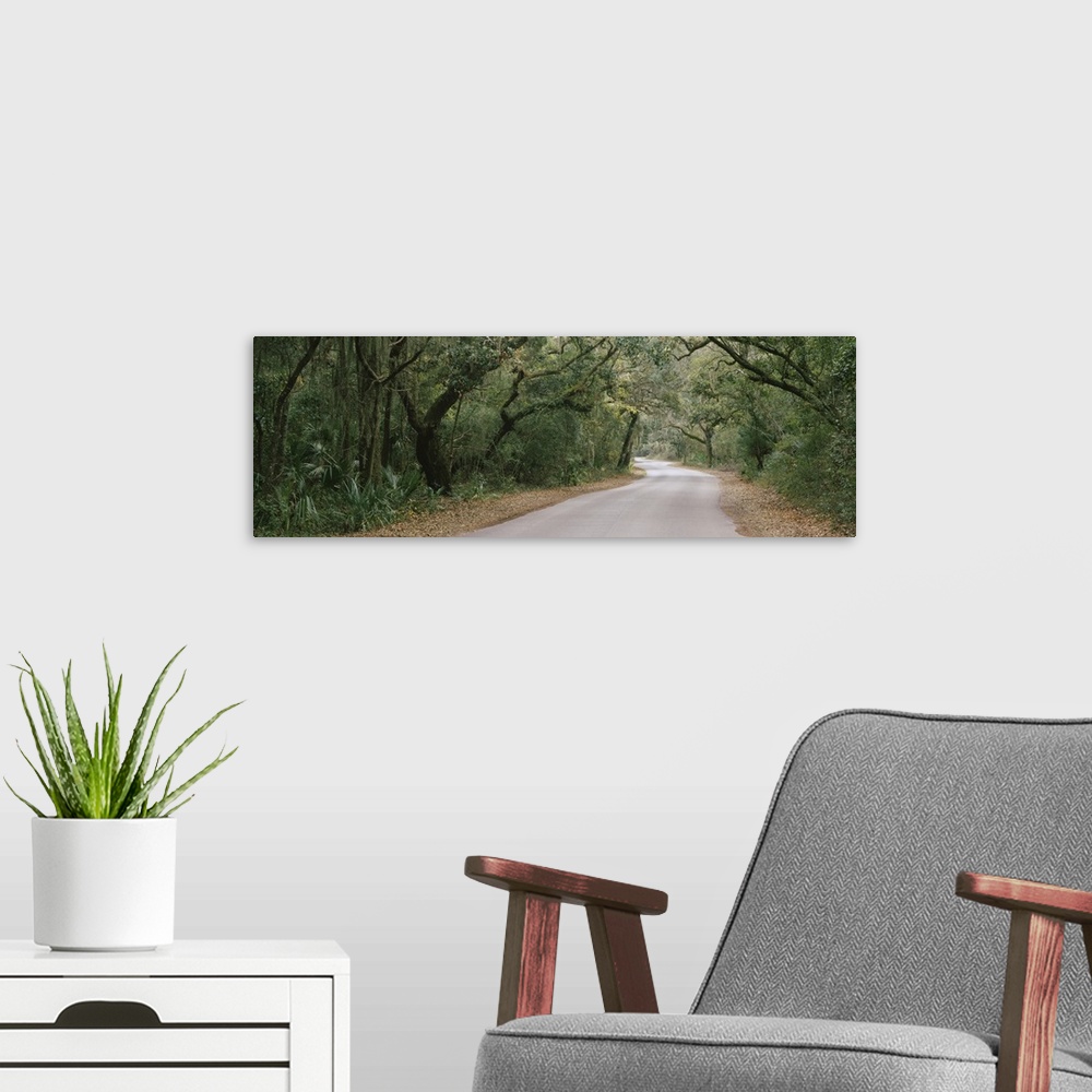 A modern room featuring Trees both sides of a road, Fort Clinch State Park, Amelia Island, Florida