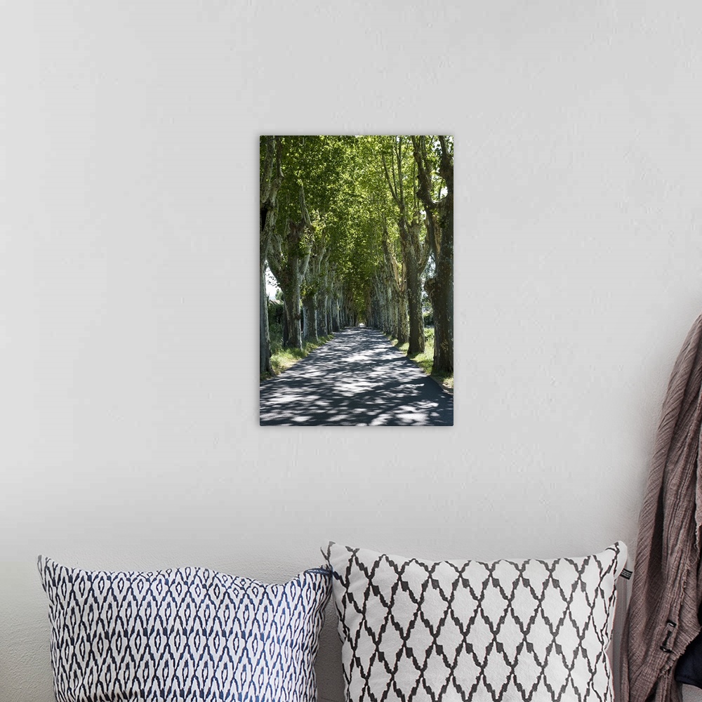 A bohemian room featuring Trees both sides of a road, Mane, Alpes de Haute Provence
