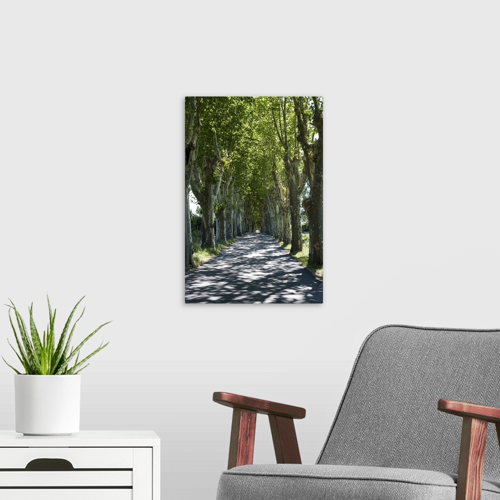 A modern room featuring Trees both sides of a road, Mane, Alpes de Haute Provence