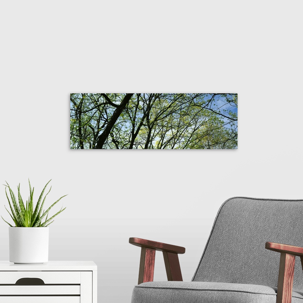 A modern room featuring Trees budding in spring, close up, Pilot Knob State Park, Iowa