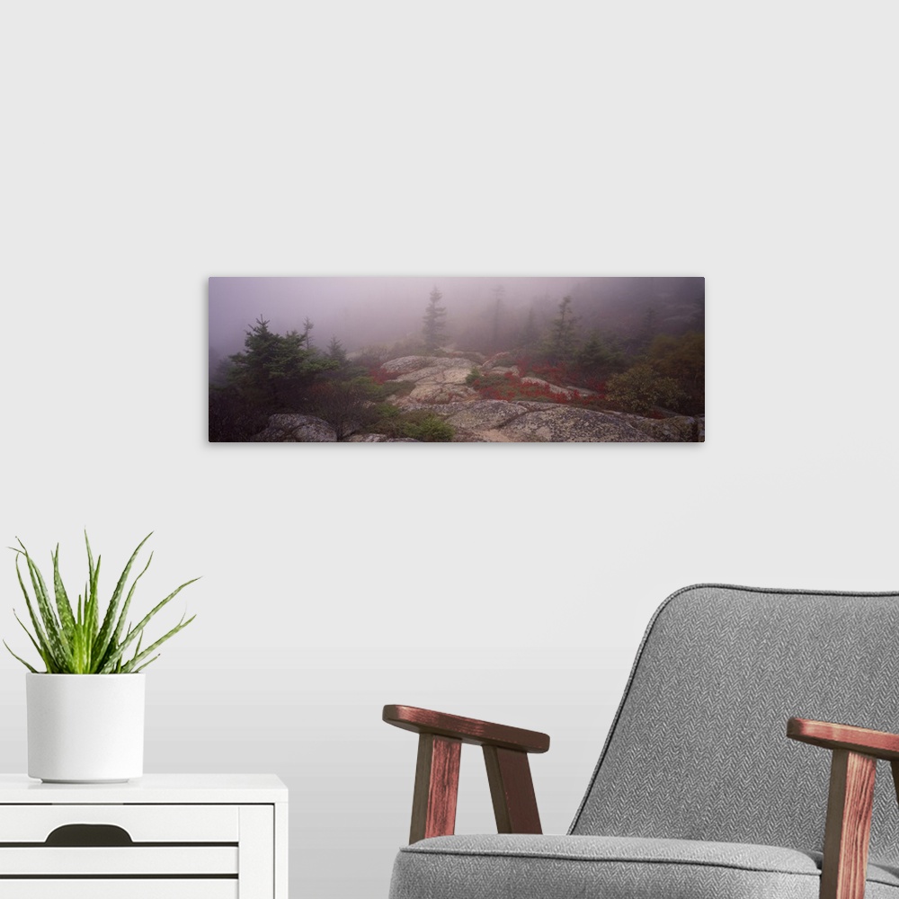 A modern room featuring Trees covered with fog, Cadillac Mountain, Acadia National Park, Maine
