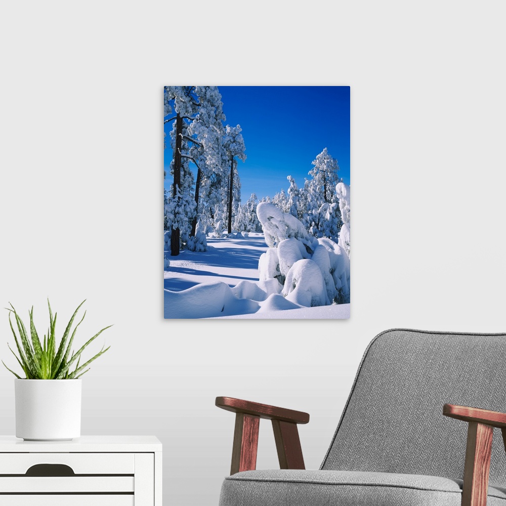 A modern room featuring Trees covered with snow in a forest, Rim Road, Apache-Sitgreaves National Forest, Arizona