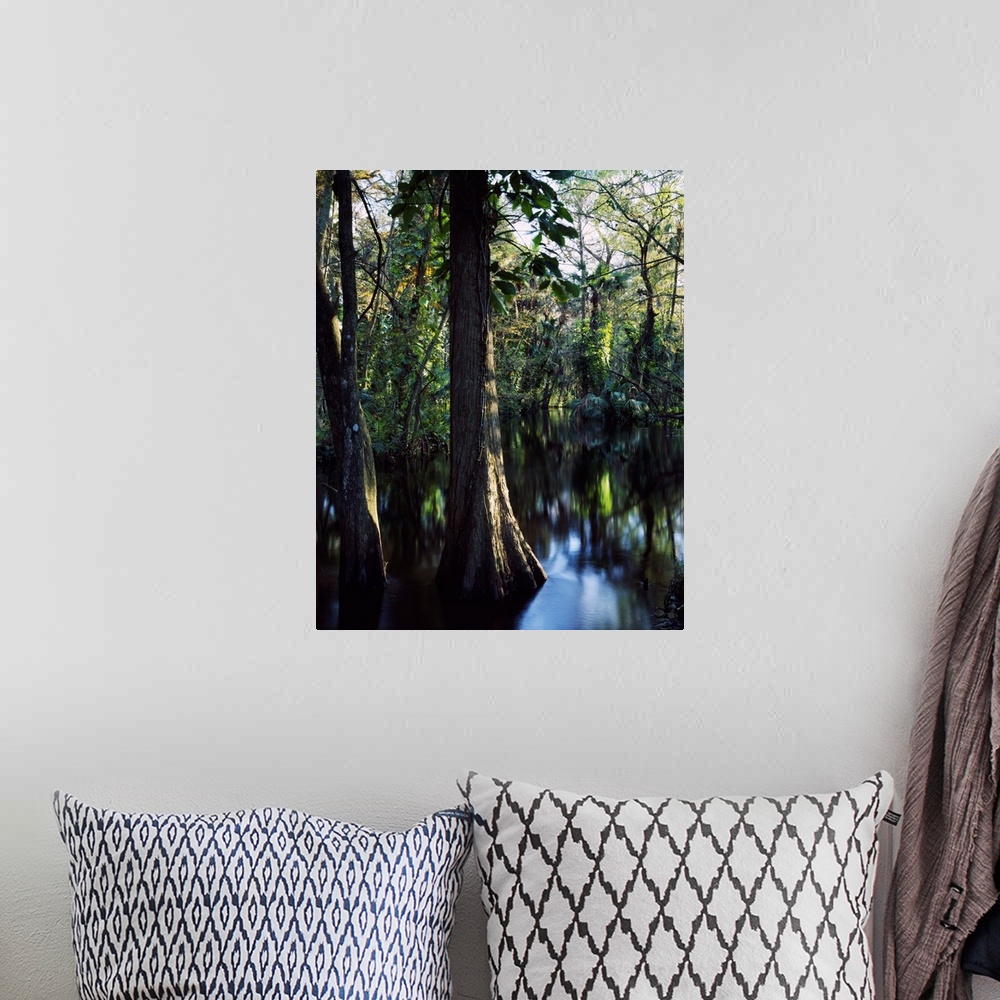 A bohemian room featuring Trees growing in reflective water of Loxahatchee River, Loxahatchee Wild and Scenic River, Florida