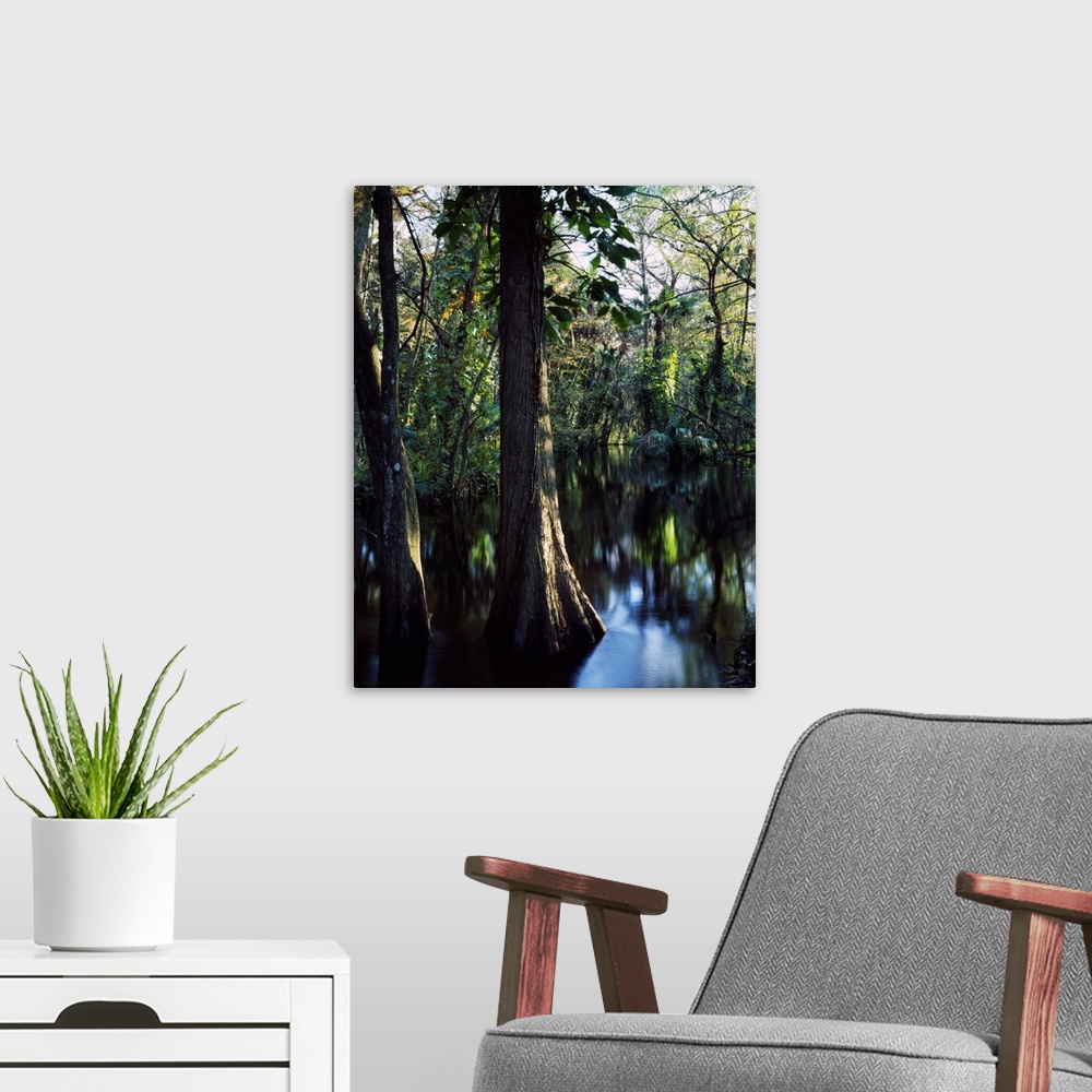 A modern room featuring Trees growing in reflective water of Loxahatchee River, Loxahatchee Wild and Scenic River, Florida