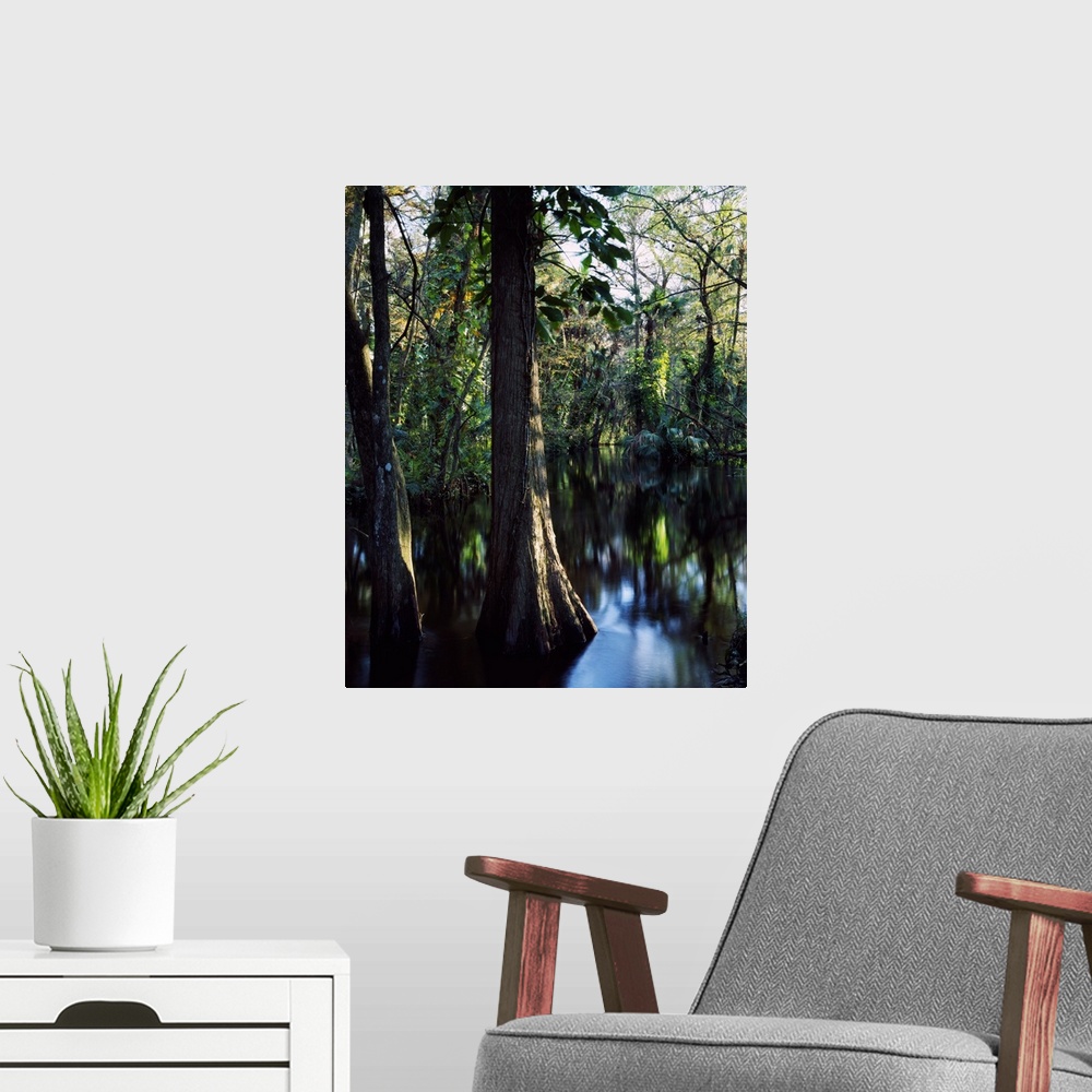 A modern room featuring Trees growing in reflective water of Loxahatchee River, Loxahatchee Wild and Scenic River, Florida