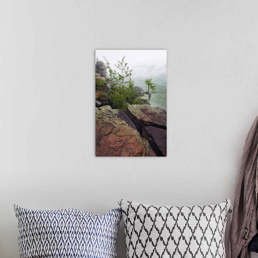 A bohemian room featuring Trees growing through quartzite rock boulders on cliff, misty valley, Devils Lake State Park, Bar...