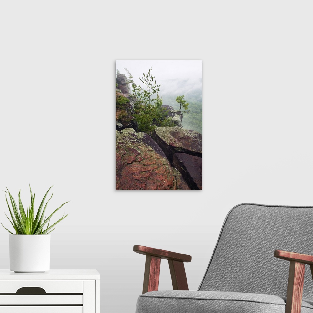 A modern room featuring Trees growing through quartzite rock boulders on cliff, misty valley, Devils Lake State Park, Bar...