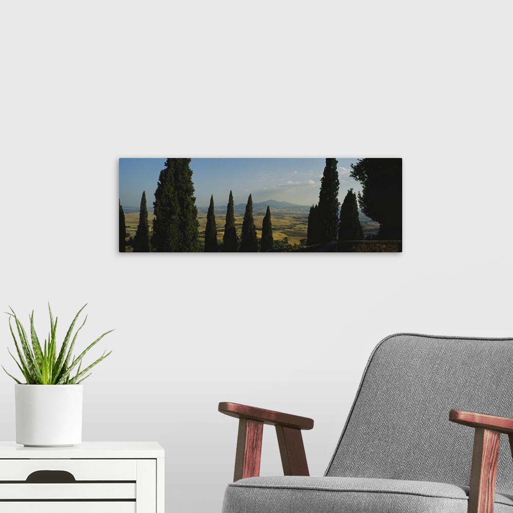 A modern room featuring Trees in a field, Pienza, Tuscany, Italy