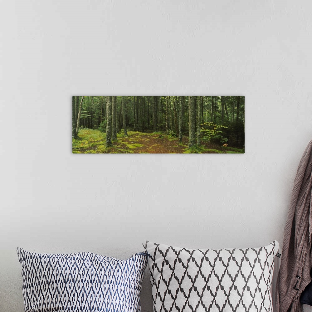A bohemian room featuring Trees in a forest, Acadia National Park, Maine