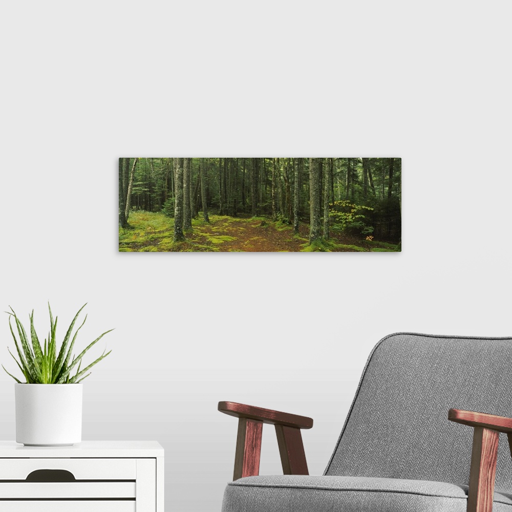 A modern room featuring Trees in a forest, Acadia National Park, Maine